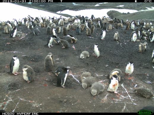 Penguins aren't always only black and white...