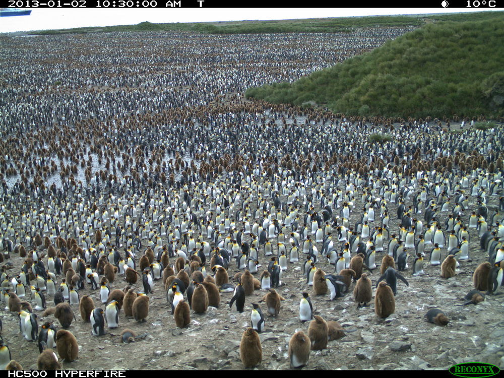 Penguin Watch: Top images so far | Zooniverse