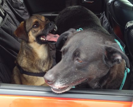 IMG_20180612_110727 - Michele Darrow