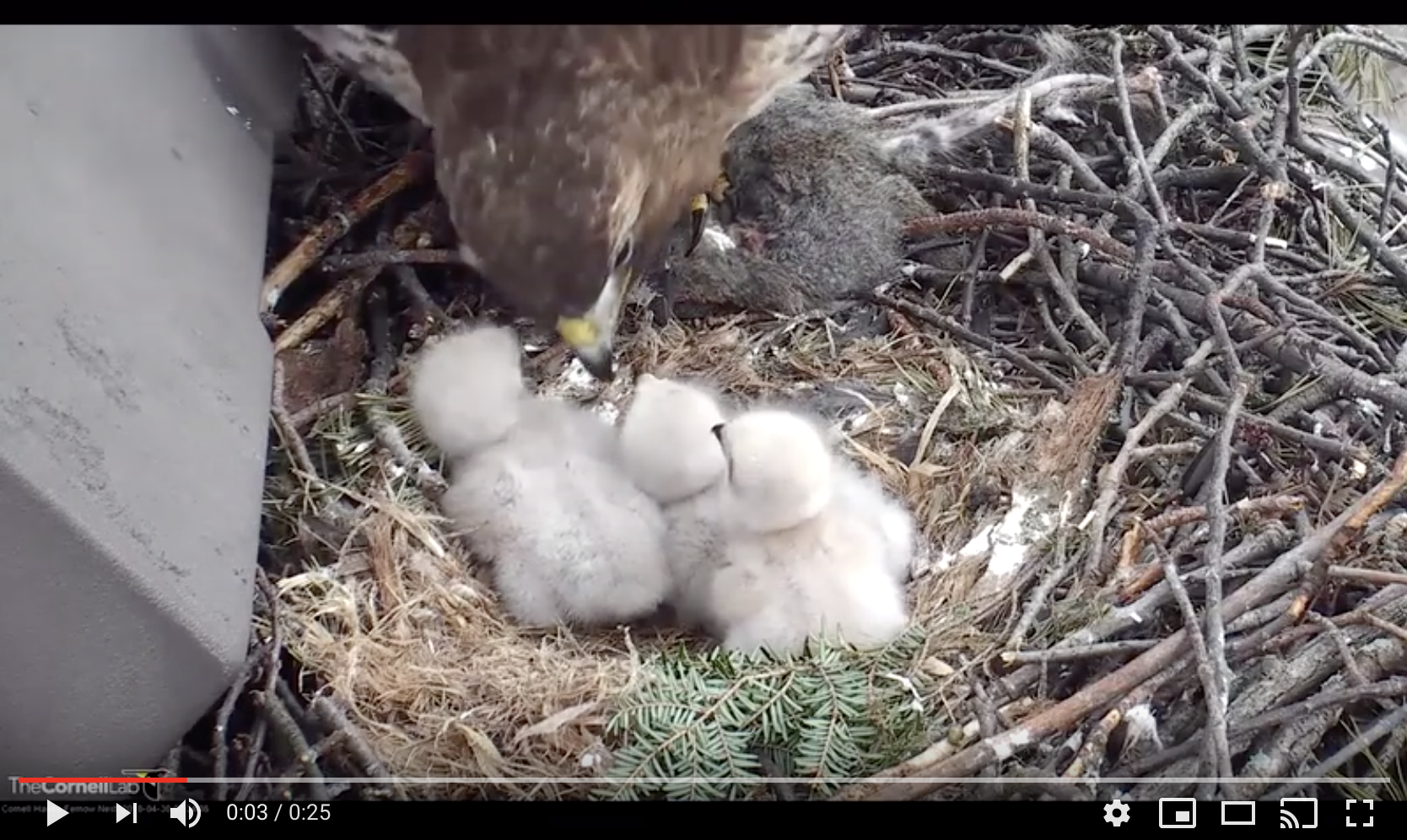 Screen Shot 2019-04-09 at 4.18.49 PM