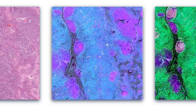 Who’s who in the Zoo – Mengyuan Li